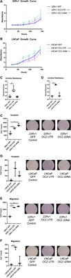 Autonomous action and cooperativity between the ONECUT2 transcription factor and its 3′ untranslated region